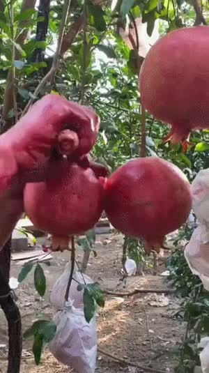석류 자르는 방법