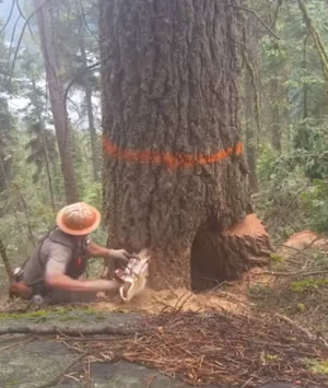 벌목 작업중 위험한 순간